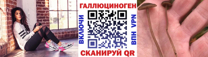 Купить  Ипатово  Галлюциногенные грибы MAGIC MUSHROOMS 